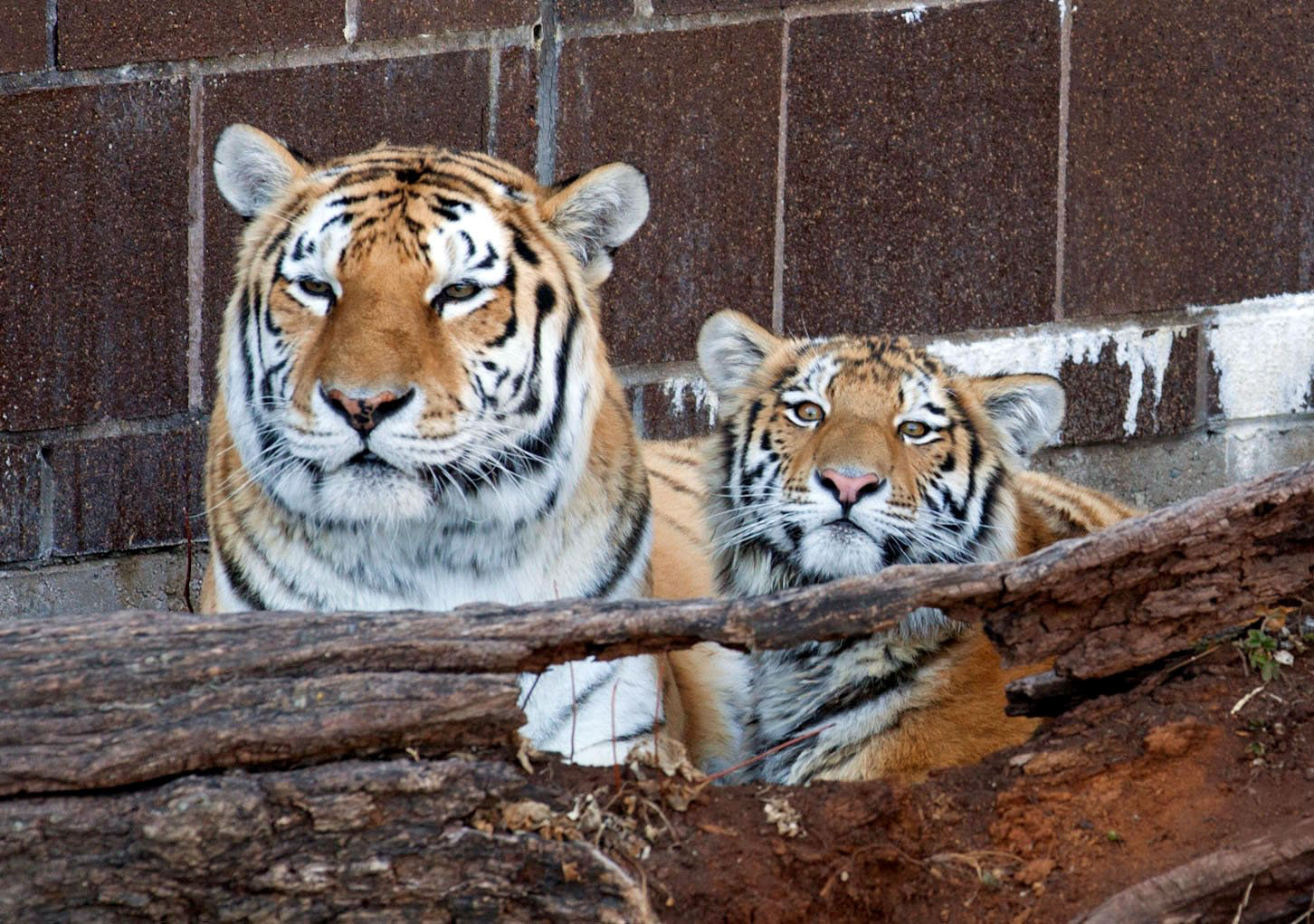 zoo babies